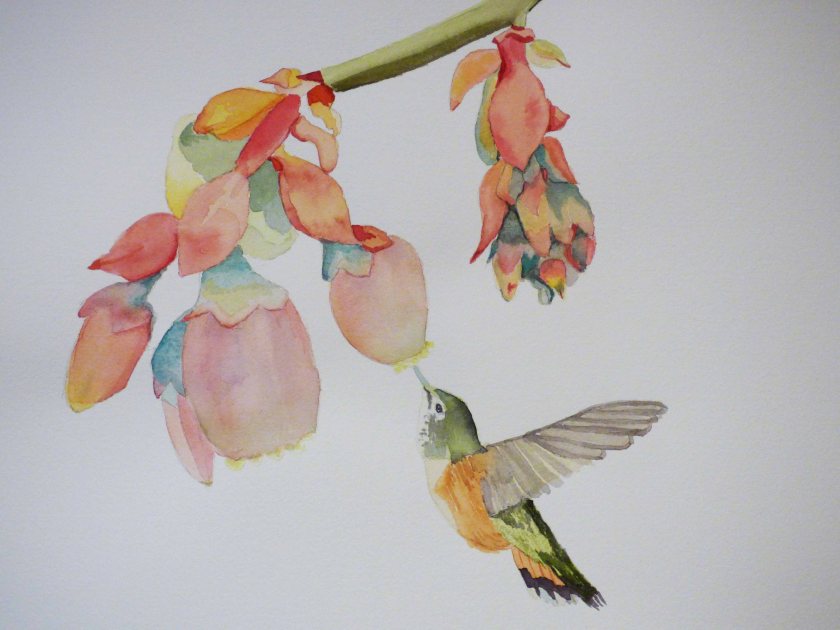 hummingbird-flowers